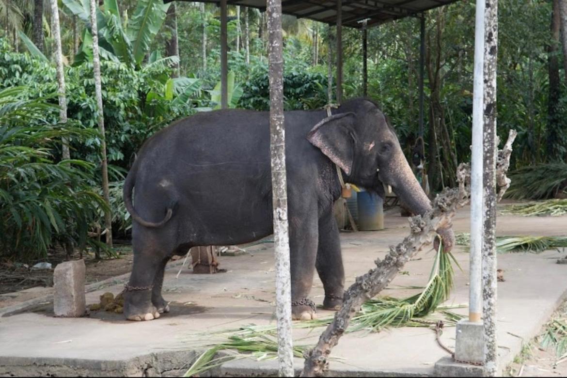 Cassells Jungle Resorts Thekkady Vandiperiyar Bagian luar foto