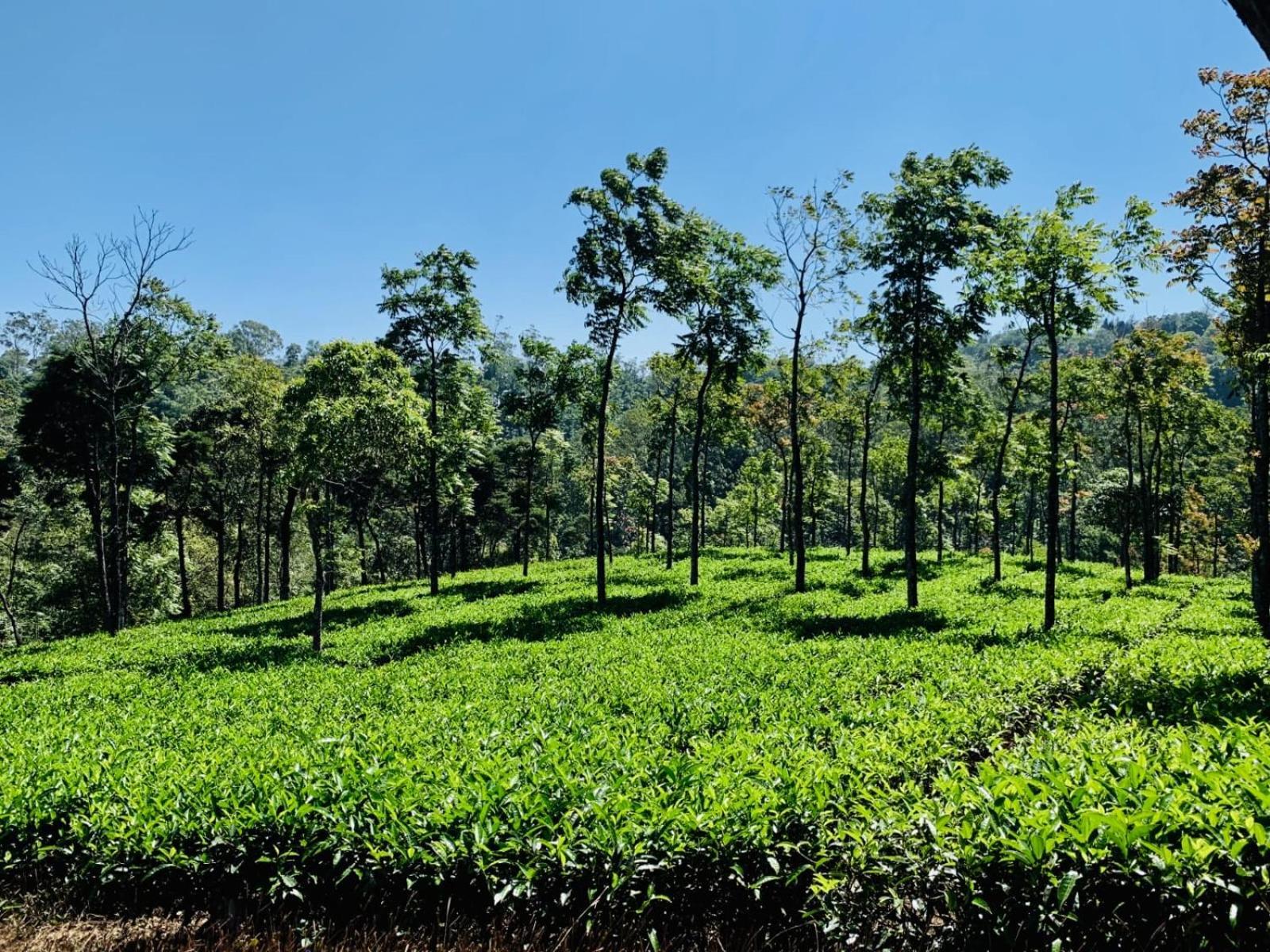 Cassells Jungle Resorts Thekkady Vandiperiyar Bagian luar foto